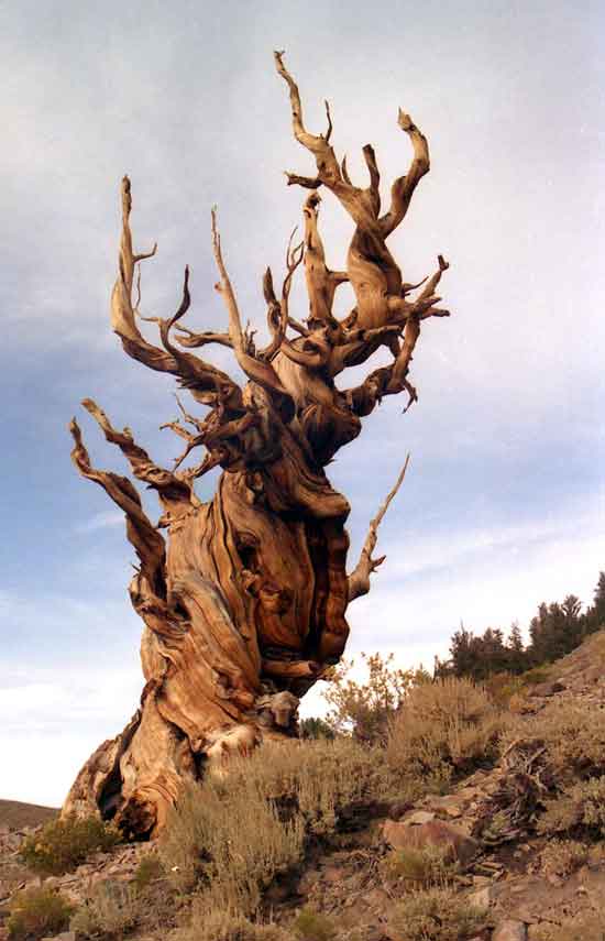 Oldest Living Tree on Earth