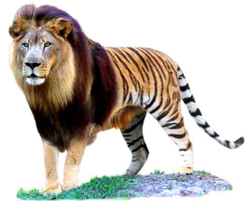Liger- The hybrid of Male Lion and Female Tiger