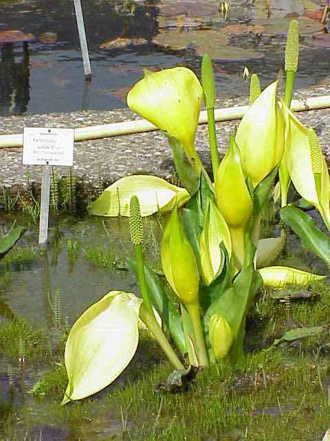 Lysichiton Americanus Plant