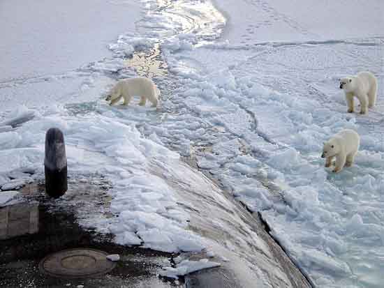 Polar Bears are superb swimmers of Arctic Circle