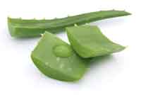 Aloe Vera is best for Skin Care on Holi