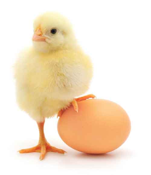 Egg is Protein Rich Food