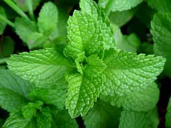 Mint regulate both low and high blood pressure.