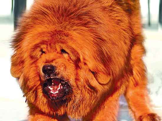 Tibetan Mastiff - of The Most Expensive Dog Prices US $105000