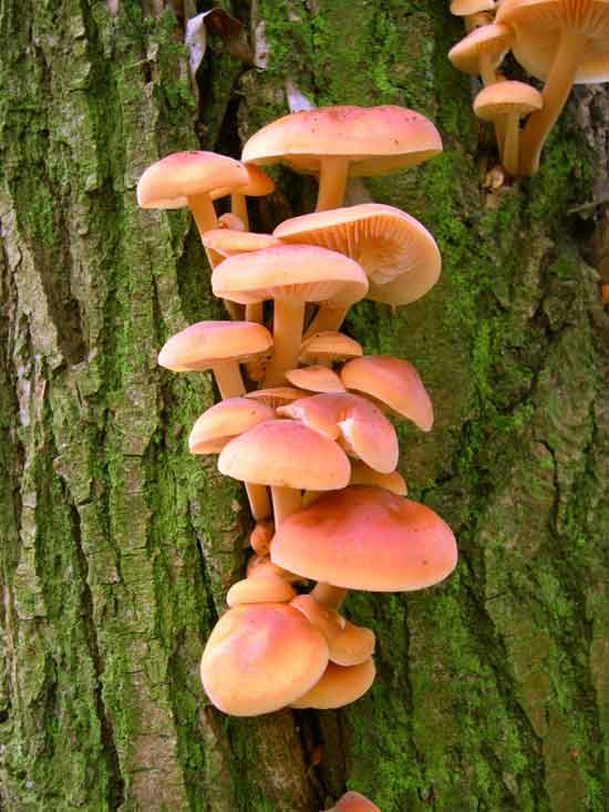 Enokitake Mushroom may cure cancer