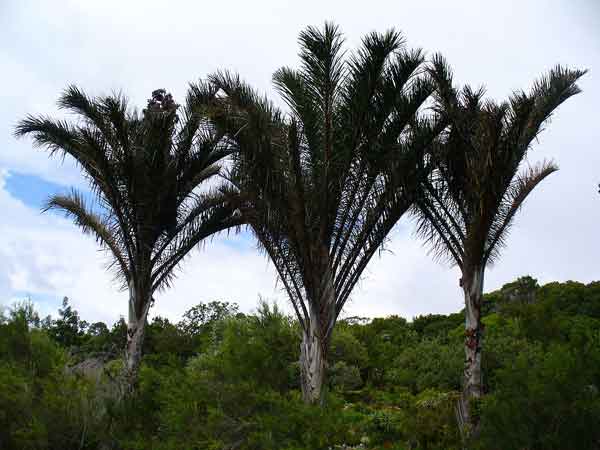 Raffia palm - an amazing tree