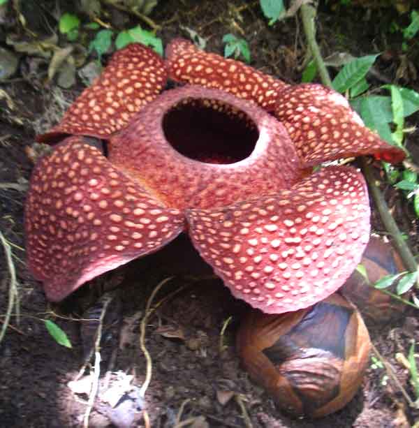 Rafflesia arnoldii - Largest Flower Of 3 Feet Diameter