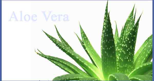 Aloevera is one of the best home remedies for sunburn