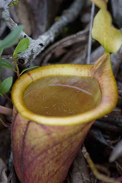 Rat Eating Plant