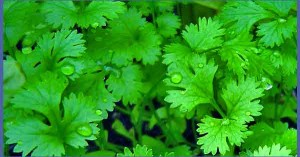 Natural Hair Loss Treatment - Coriander juice is best for hair fall