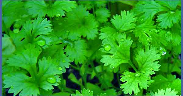 Medicinal Plants - Coriander or Dhania