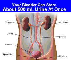 Keep your Urinary System perfect by benefits of exercise