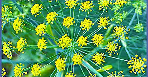 Medicinal Plants - Fennel or Saunf