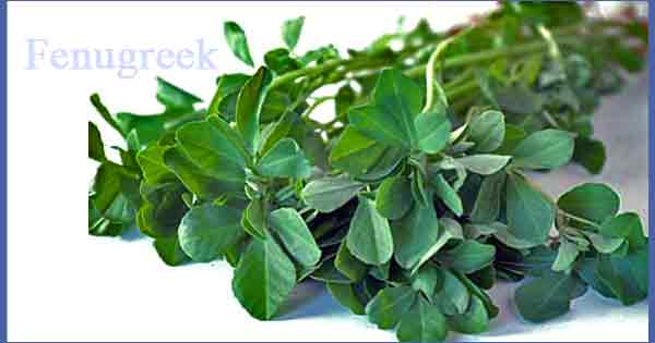 Medicinal Plants - Fenugreek or Methi