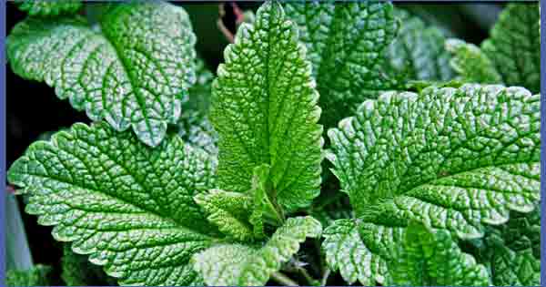 Medicinal Plants - Mint or Pudina