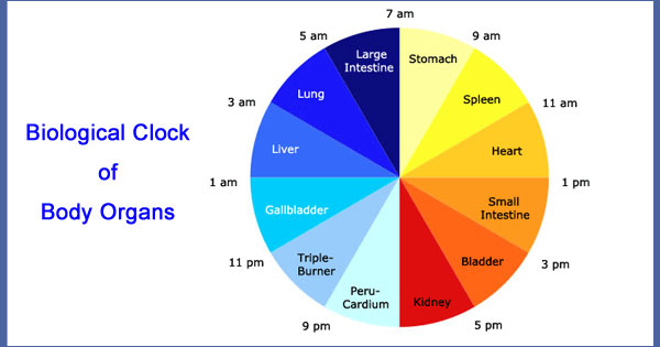  You MayGain Weight If you Ignore Biological Clock 