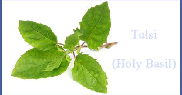 Medicinal Plants - Tulsi or Basil is best natural medicine