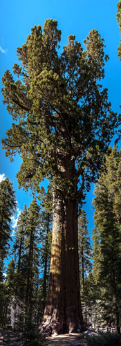 General Sherman - The Largest Tree In The World