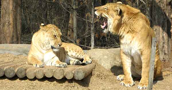 Amazing Information About Ligers and the Liger Facts