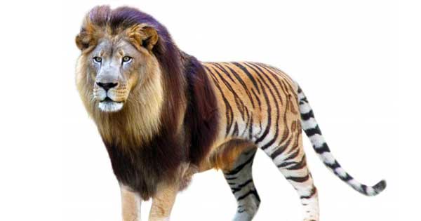 Liger Facts and Information about Ligers