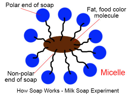 How soap works - soap molecules micelle
