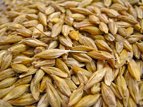 Barley Recipes for Natural Beauty