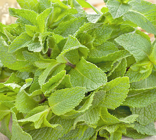 Mint Benefits For Health 