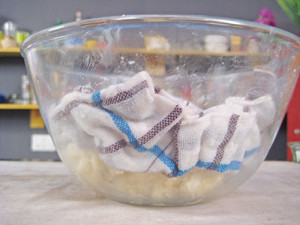Cover dough with damp muslin cloth