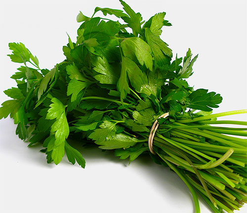 Cilantro Benefits For Health With Video