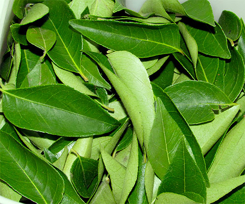 Curry Leaves Benefits For Health With Video 